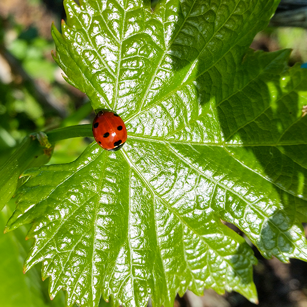 Le vigne